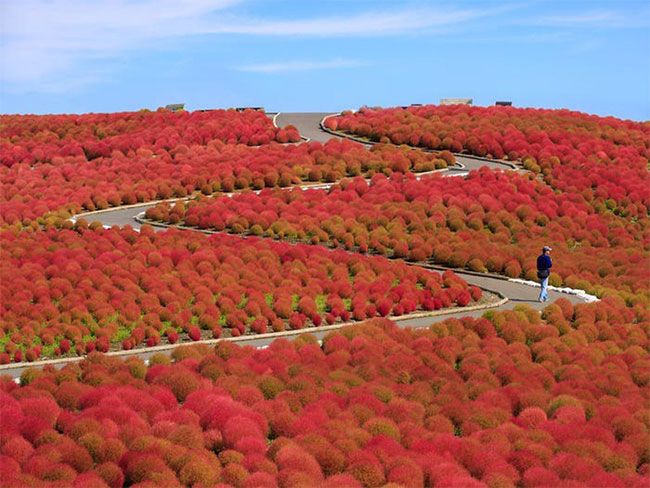 Công viên bờ biển Hitachi ở Ibaraki, Nhật Bản trồng tới 350 ha hoa.