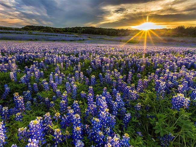 Những cánh đồng tím biếc của hoa Bluebonnet ở miền Tây Texas của Mỹ