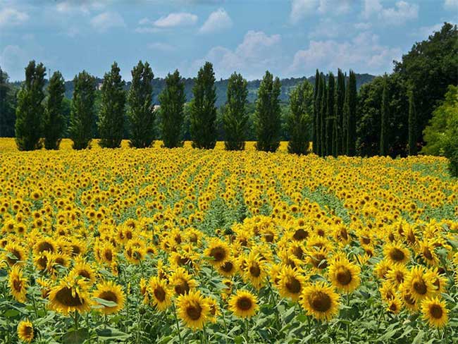 Tuscany, Italy nổi tiếng với những cánh đồng hoa hướng dương tuyệt đẹp.