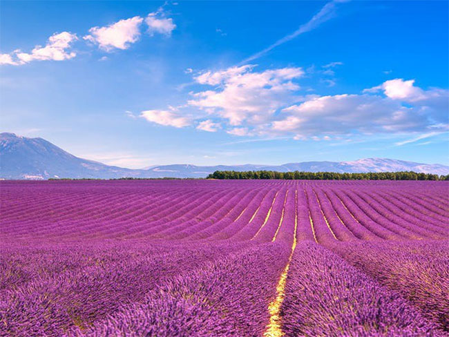 Cánh đồng hoa oải hương nở rộ trên khắp Provence, Pháp.