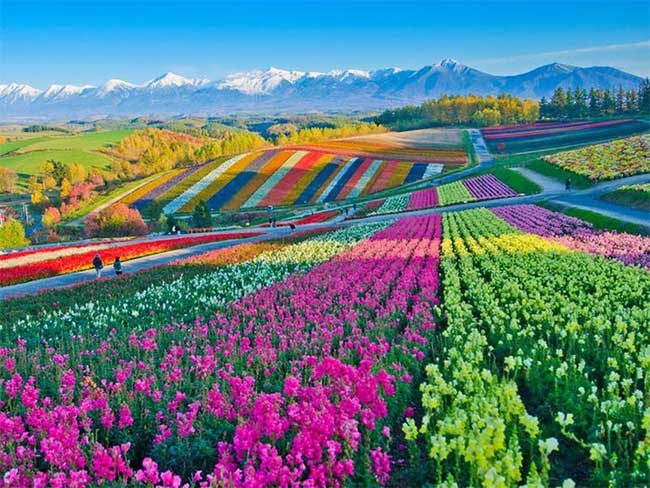 Furano, Hokkaido, Nhật Bản nổi tiếng với những cánh đồng hoa oải hương, cùng với đó là hoa lupin và hoa cải dầu