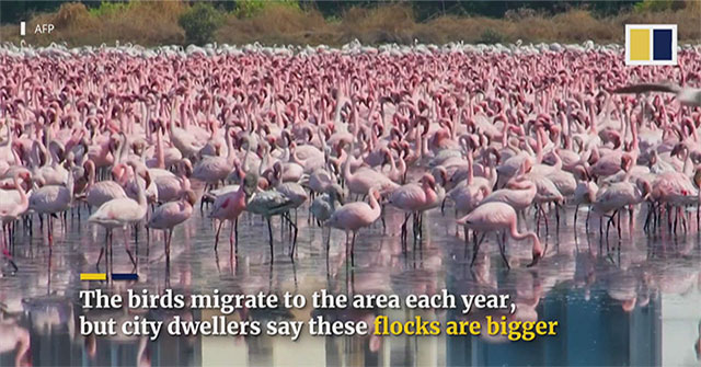 Hơn 150.000 con chim "nhuộm hồng" nhánh sông