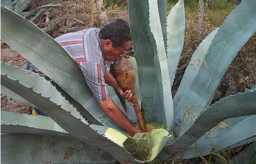 Trong rượu pulque có chứa nhiều vitamin, khoáng chất.