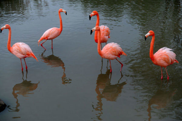 Các mối quan hệ của chim hồng hạc duy trì liên kết chặt chẽ, gắn bó keo sơn trong nhiều thập kỷ.