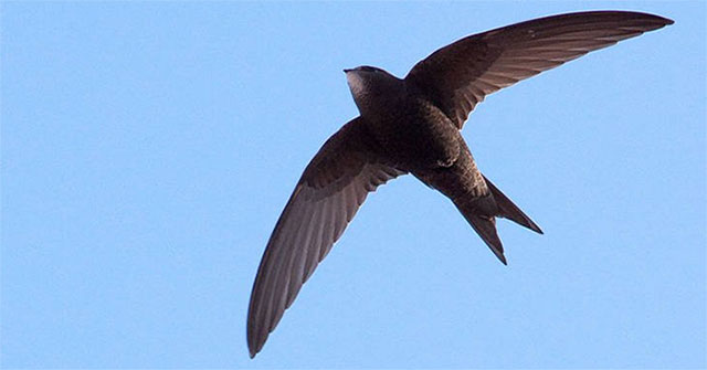 Loài chim “độc nhất vô nhị” có thể bay 10 tháng không cần hạ cánh