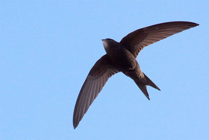 The "unique" bird can fly for 10 months without landing