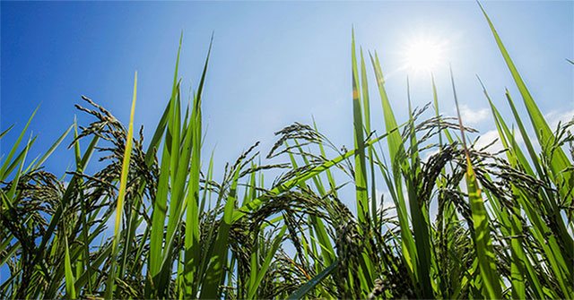 Trung Quốc biến đổi gene lúa để tăng năng suất