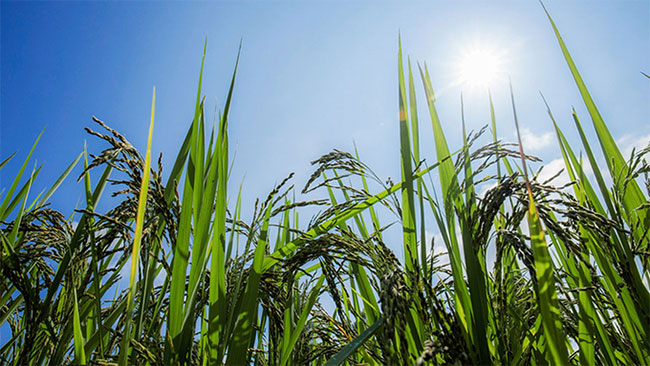 China genetically engineered rice to increase productivity