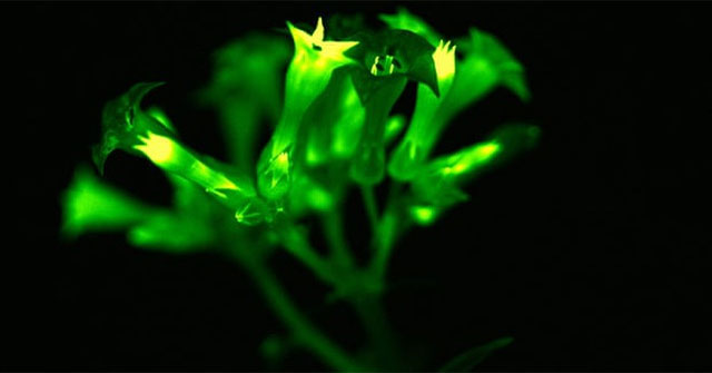 Các nhà khoa học tạo ra cây phát sáng nhờ gene của nấm