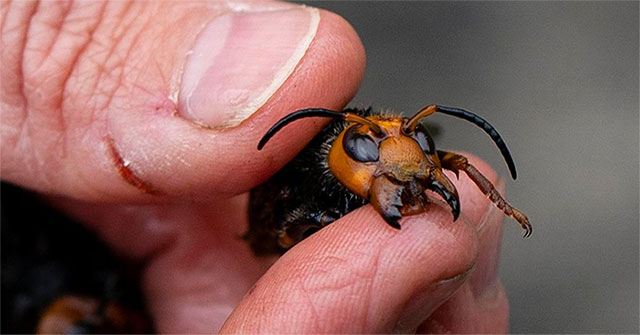 Ong bắp cày sát thủ đến Mỹ - Ác mộng của những người nuôi ong