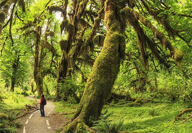 Rêu có ở mọi nơi