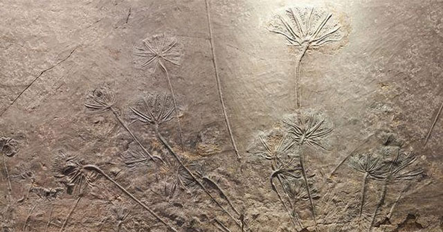 Hóa thạch 400 triệu năm tuổi được cho là chìa khóa tiến hóa của thực vật