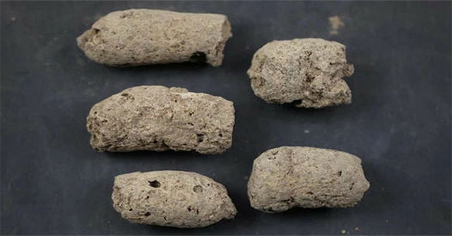 Đây là cách nhận biết một "cục phân 7.000 năm tuổi" là của chó hay người tiền sử