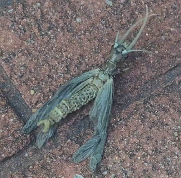 Sinh vật có vẻ ngoài kỳ dị được cho là loài rệp nước với đôi cánh bị khiếm khuyết