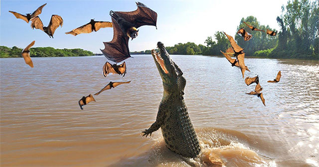 Cá sấu phi thân ngoạn mục bắt sống dơi treo ngược cành cây