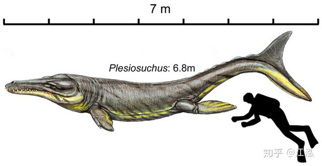 Plesiosuchus.