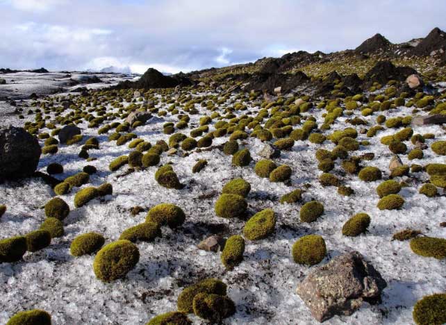 Bóng rêu ở Iceland