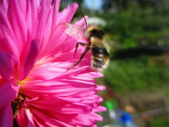 Ong nghệ cắn lá cây thúc đẩy hoa ra sớm có lợi cho ong.