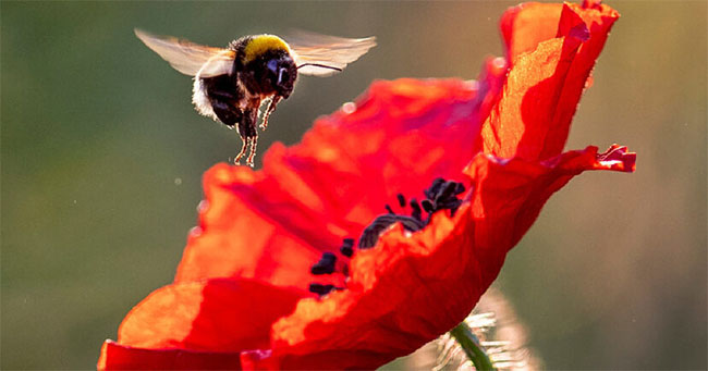 Nguồn thức ăn của ong phần lớn phụ thuộc vào mùa nở hoa.