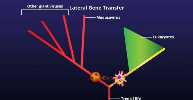 Phát hiện virus có khả năng như quái vật Medusa của thần thoại Hy Lạp