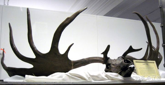 Hộp sọ của nai sừng tấm Ireland (Megaloceros giganteus).