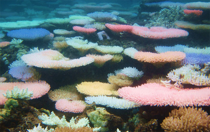 Một số san hô có cách tự bảo vệ bằng cách chuyển sang các màu sắc sặc sỡ giúp tăng tốc độ phục hồi của chúng.