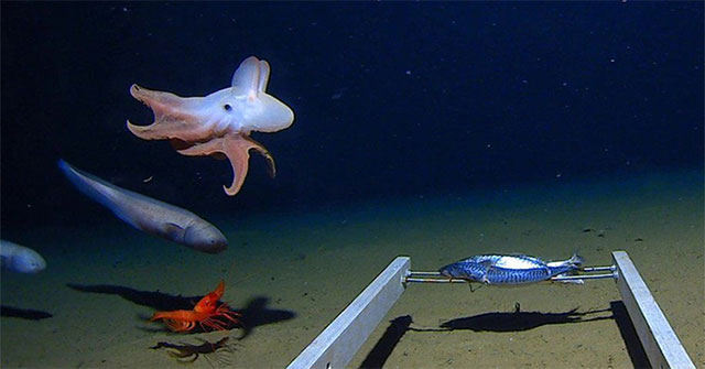 Lần đầu tiên ghi hình bạch tuộc ở độ sâu 7.000m