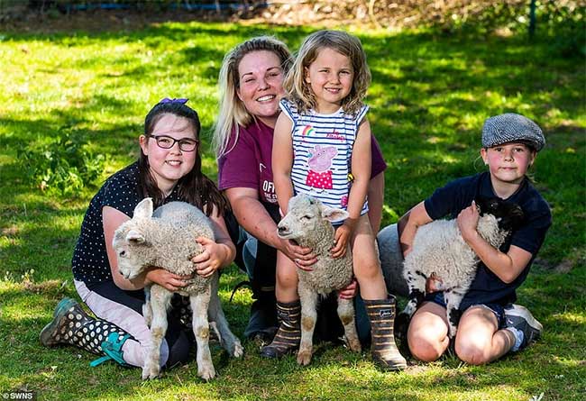 Bốn mẹ con cô Popham và ba chú cừu.