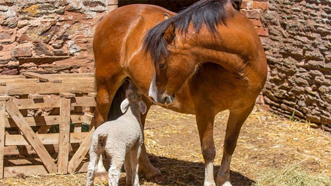 Ngựa Heidi chăm sóc bộ ba cừu non sau cái chết của mẹ chúng, thậm chí còn cho chúng bú.