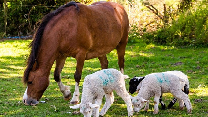 Ngựa Heidi luôn ở cạnh chăm sóc ba chú cừu non.