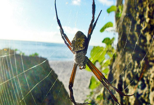 Đảo nhện Guam, Thái Bình Dương.