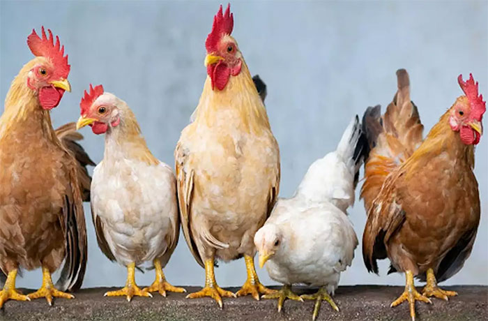 Theo bác sĩ Gregor thì gà nên được nuôi thả ngoài trời, trong những trang trại nhỏ, để tránh bệnh dịch.