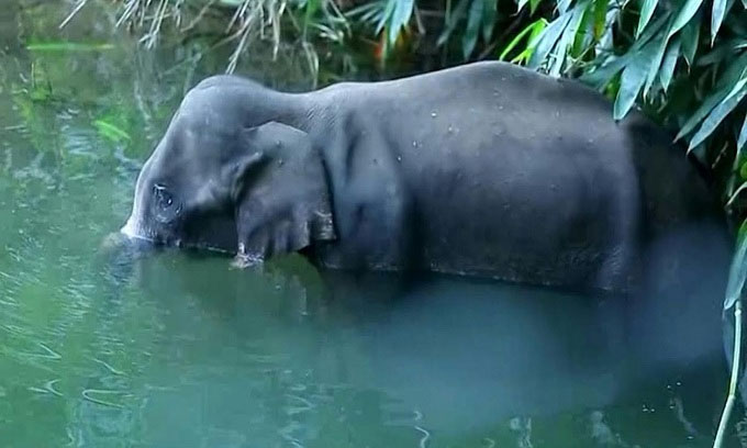 Con voi tắm dưới suối trước khi chết.