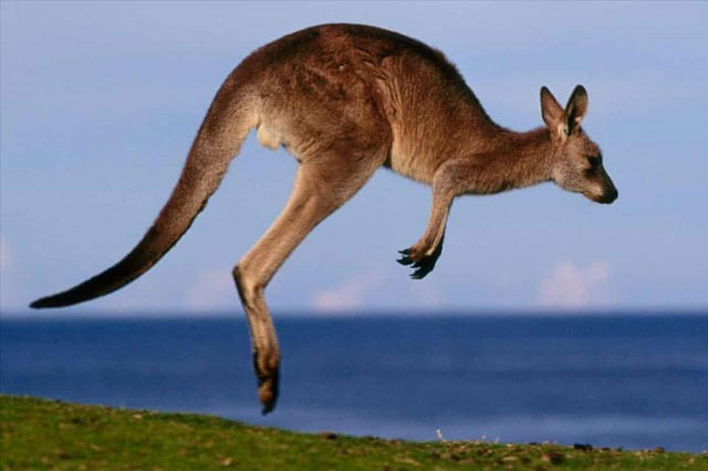 Khi hoảng sợ, Kangaroo thường chạy về phía có nước