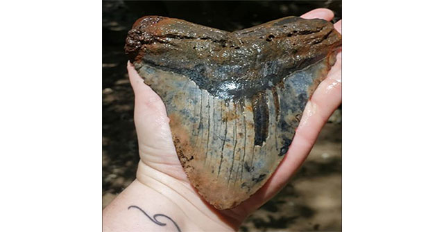 Phát hiện răng cá mập cổ đại lớn nhất thế giới to bằng bàn tay