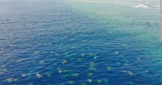 Choáng ngợp cảnh hàng nghìn con rùa bơi vào bờ làm tổ đẻ trứng