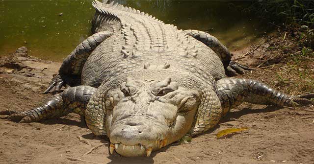Vì sao cá sấu có thể "làm thịt" kẻ thù ngay cả khi ngủ?