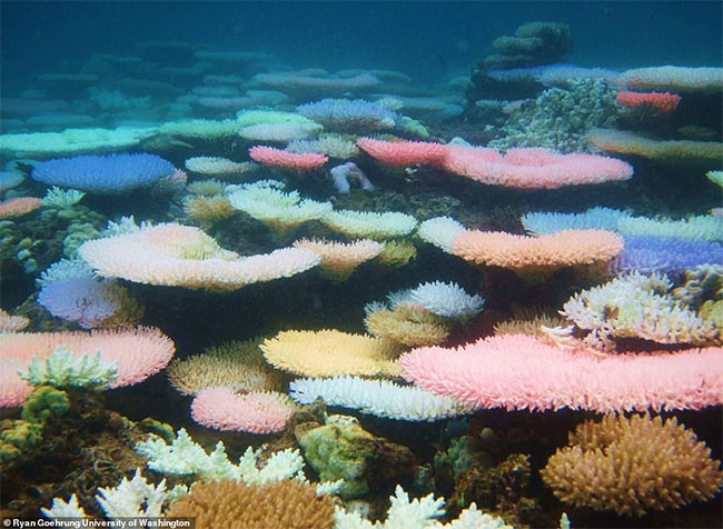 Các rạn san hô đầy màu sắc ở vùng biển New Caledonia năm 2016.
