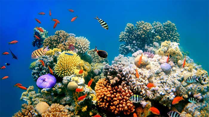 Các nhà nghiên cứu phát hiện san hô phát ra màu sắc để cố gắng khuyến khích tảo quay trở lại.