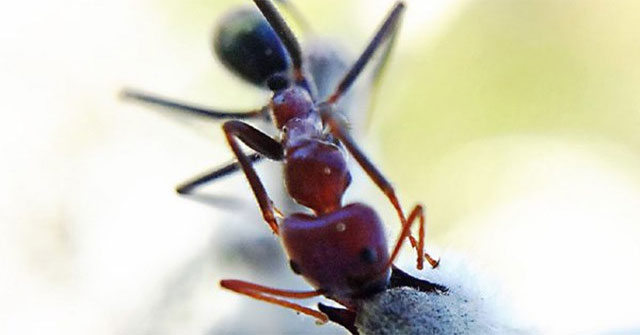 Loài kiến cũng biết thụ phấn cho hoa?