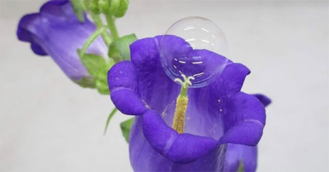 Độc đáo ý tưởng dùng bong bóng xà phòng thụ phấn cho hoa