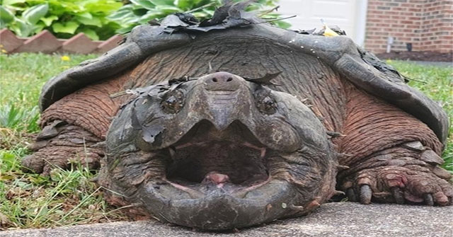 Tìm thấy rùa cá sấu khổng lồ trong khu dân cư ở Mỹ