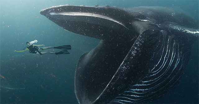 Bạn có thể sống trong bụng cá voi?