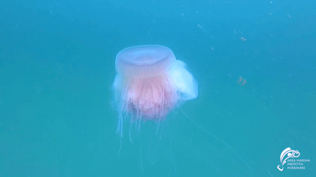 Con sứa khổng lồ mang màu sắc hiếm được rất ít người bắt gặp trên đời.