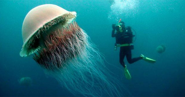 Bí ẩn nọc độc chết người của loài sứa khổng lồ chưa có lời giải