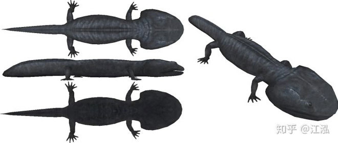Koolasuchus là 1 trong những đại diện cuối cùng còn sót lại của chi Temnospondyli