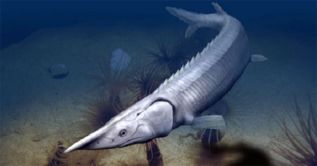 Hóa thạch 300 triệu năm của loài cá giống cá tầm