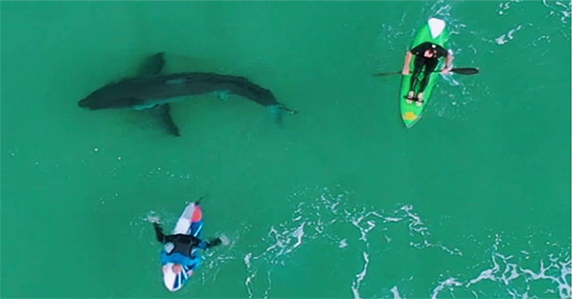 Hoảng hồn phát hiện cá mập trắng lớn bơi… ngay dưới chân