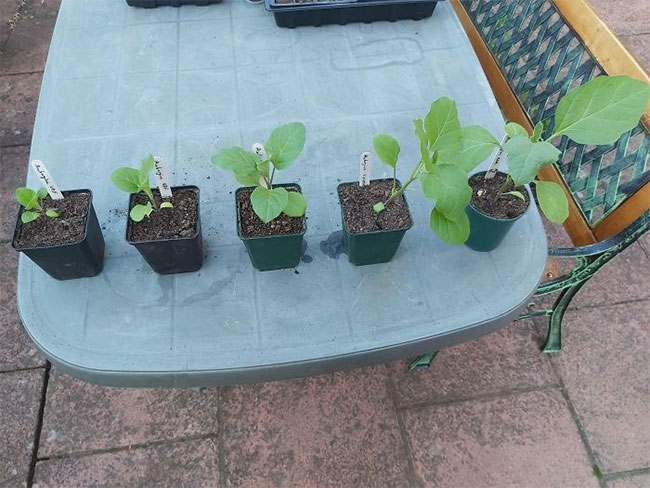 Những cây dâu tây với quá trình phát triển khác nhau