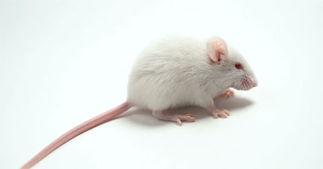 Vì sao loài chuột bạch có mặt khắp nơi trên thế giới?